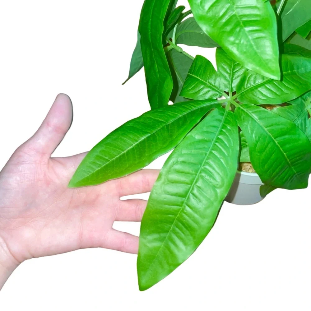 Artificial Money Tree House Plant In Solid White Pot - Home Accent Decor